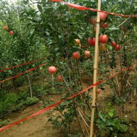 黑苹果苗基地 黑苹果树苗哪里的价格低