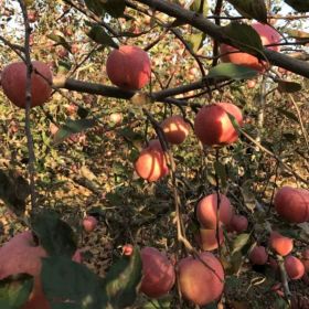 黑苹果苗哪里的便宜 黑苹果树苗出售基地