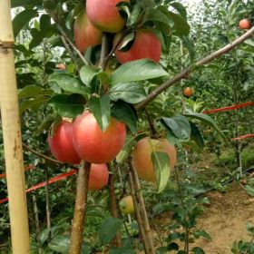 红肉苹果苗出售价格 红肉苹果树苗种植技术