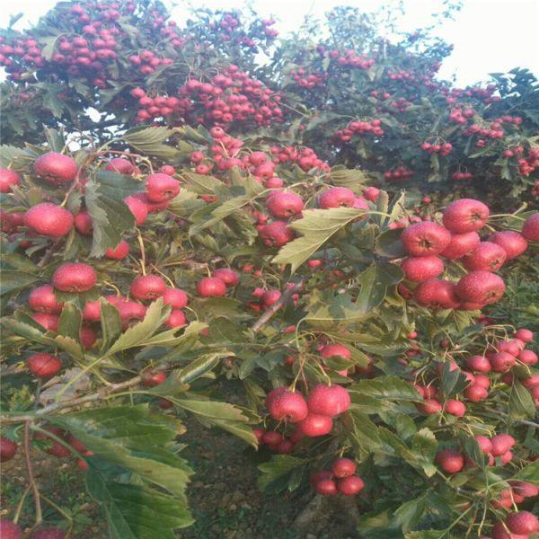 早酥紅梨樹苗