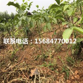 哪里有卖9818核桃苗、9818核桃苗批发什么价格