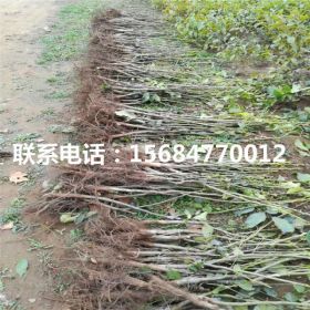 鲁光核桃苗批发多少钱、鲁光核桃苗批发基地