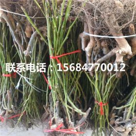 新品种香玲核桃苗、香玲核桃苗批发基地