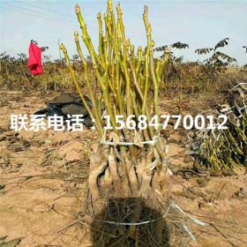 哪里有卖碧根果树苗、碧根果树苗价格