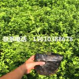 奧尼爾藍莓苗批發(fā)多少錢 奧尼爾藍莓苗多少錢