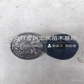 北极星蓝莓苗哪里有卖 北极星蓝莓苗基地