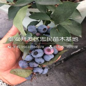 灿烂蓝莓苗、灿烂蓝莓苗价格、灿烂蓝莓苗多少钱