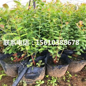 粉蓝蓝莓苗价格及报价 粉蓝蓝莓苗出售多少钱