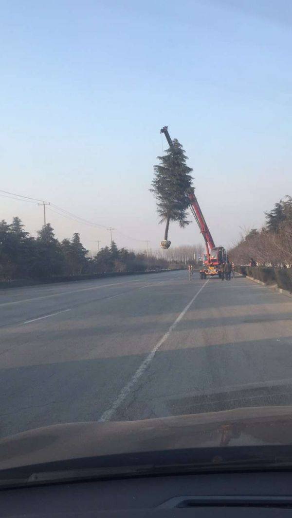 雪松树