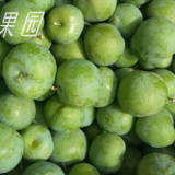 云南青脆李苗      高產(chǎn)嫁接李樹苗