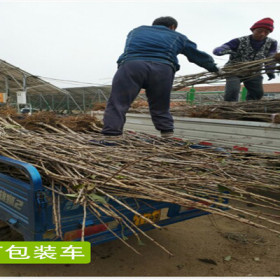 一年齐早樱桃苗基地、拉宾斯樱桃苗行情