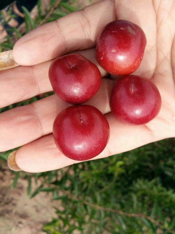 中條山鈣果品種