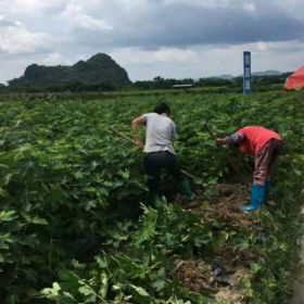 加州黑无花果苗特征介绍  加州黑无花果苗价格及价格