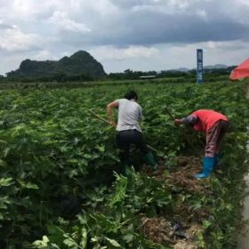 古川无花果苗包成活  古川无花果苗哪里的价格低