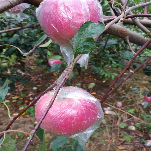 烟富10号苹果苗