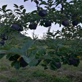 鲁丽苹果苗新报价、鲁丽苹果苗出售基地