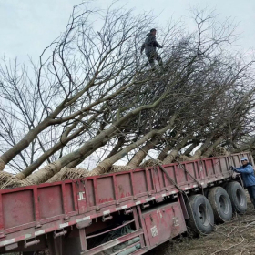 2019年句容榉树价格 句容榉树基地