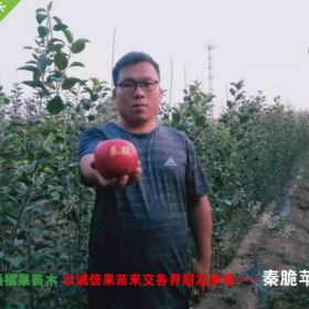 高度80公分秦脆苹果苗栽植建议