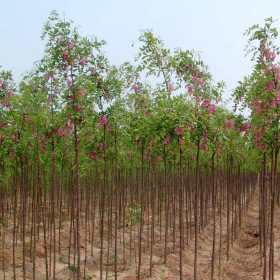 3公分香花槐价格4公分香花槐价格5公分香花槐价格