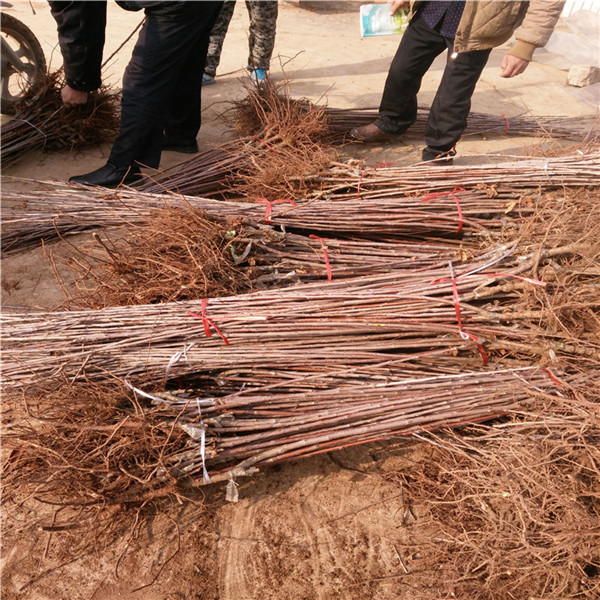 今年黄蜜樱桃苗基地、2公分黄蜜樱桃苗基地