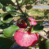 寒富苹果苗 寒富苹果苗新价格以及越冬事项