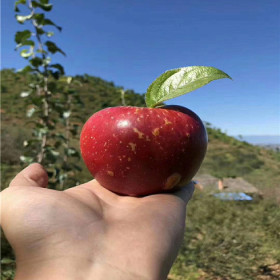 寒富苹果树苗 寒富苹果树苗价格详情