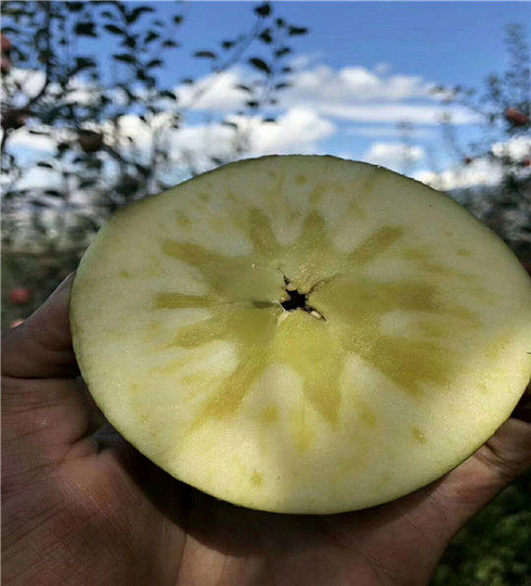 寒富苹果树苗