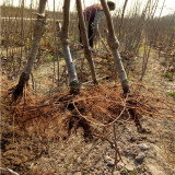 矮化鲁丽苹果树苗，矮化鲁丽苹果树苗每日价格