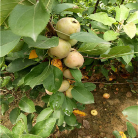 花牛苹果树苗基地批发，花牛苹果树苗如何越冬