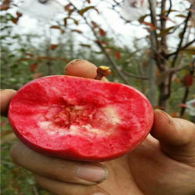 2年生矮化苹果树苗，烟富6号苹果苗价格列表