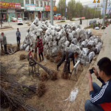 鲁丽苹果苗今日价格、矮化鲁丽苹果苗基地新闻