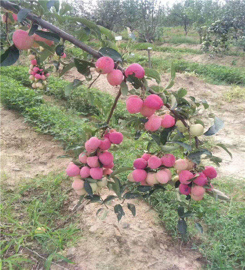 红富士苹果苗