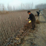 秦脆苹果苗500棵价格、2年生秦脆苹果苗价格通知