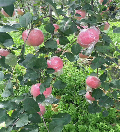 矮化苹果树苗