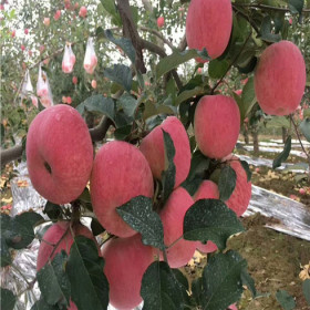 糖心苹果树苗 糖心苹果树苗出售价格