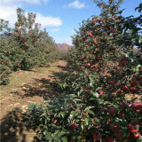 5年的矮化苹果树苗，秦脆苹果苗5公分价格