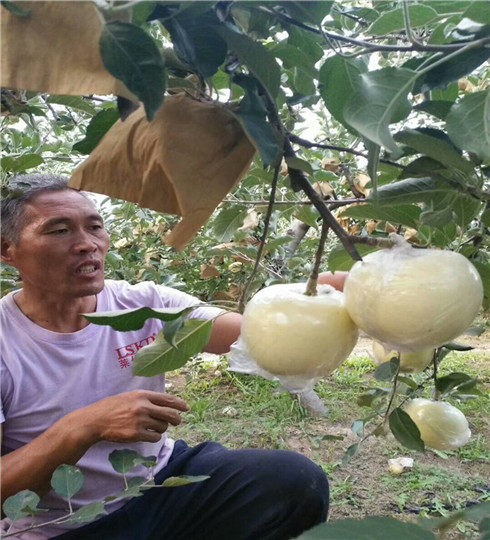 柱状苹果苗