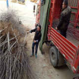 5年花牛苹果苗基地批发价格，矮化花牛苹果苗基地