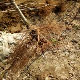 秦脆苹果树苗1000棵价格，秦脆苹果树苗修剪技巧