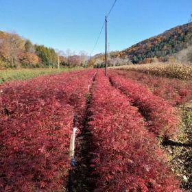 出售花楸苗  花楸苗多少钱一棵