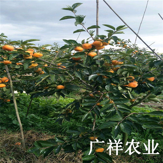 大秋甜柿樹(shù)苗