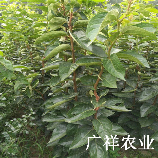 大秋甜柿樹(shù)苗