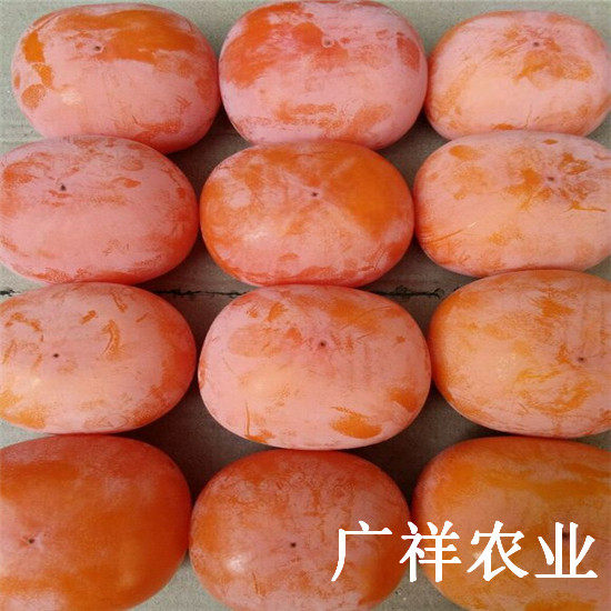 2公分柿子樹(shù)苗