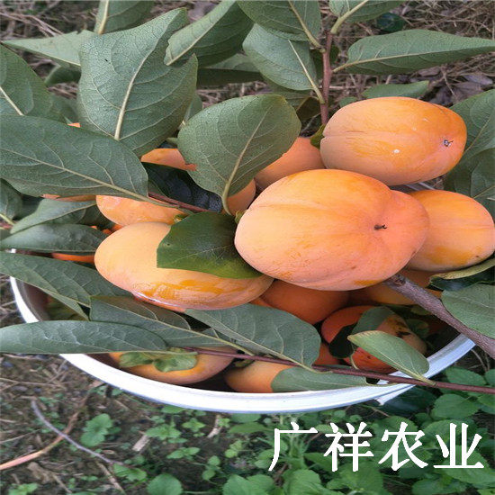 2公分柿子树