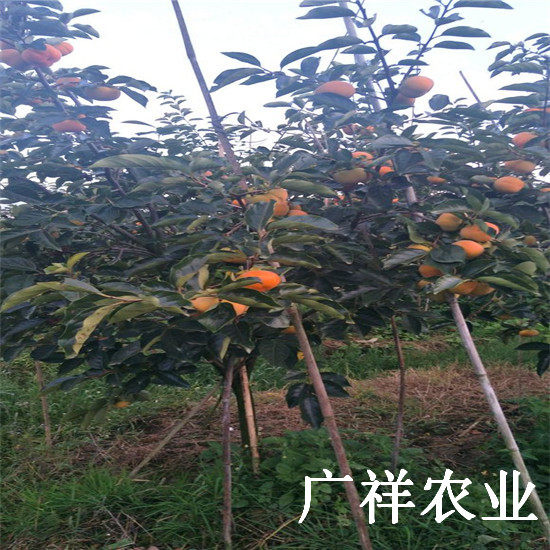 3公分柿子樹(shù)