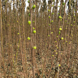 無花果樹苗泰安價格 無花果樹苗批發(fā)基地