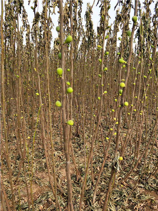 無(wú)花果樹(shù)苗