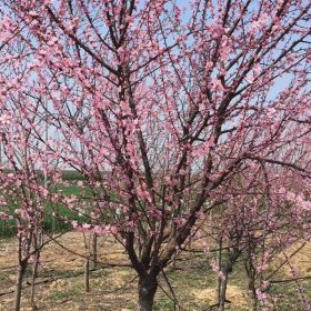 供应梅花 梅花图片 梅花价格表 梅花小苗