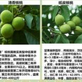 遼核1號(hào)核桃苗 遼核1號(hào)核桃苗定購(gòu)熱線