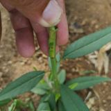 布朗李子樹苗基地、布朗李子樹苗種植技術(shù)